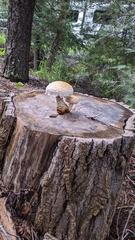 Pholiota squarrosa