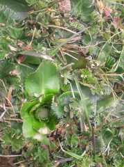 Eryngium humile