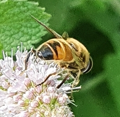 Eristalis