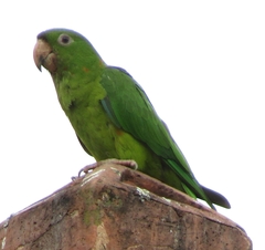 Psittacara holochlorus