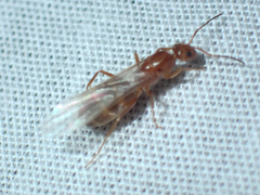 Dorymyrmex bureni