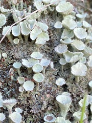 Cladonia chlorophaea