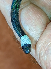 Enuliophis sclateri