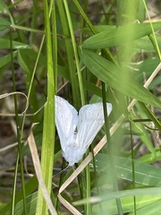 Spilosoma
