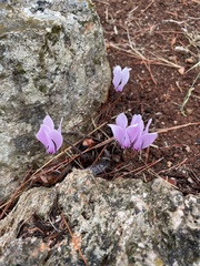 Cyclamen graecum