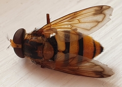 Volucella inanis
