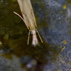 Agriphila