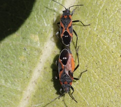 Lygaeus kalmii kalmii