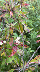 Cornus racemosa