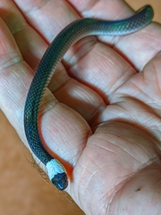 Enuliophis sclateri