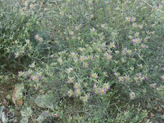 Dalea pulchra