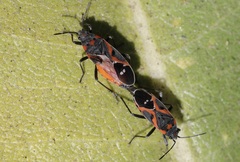 Lygaeus kalmii kalmii