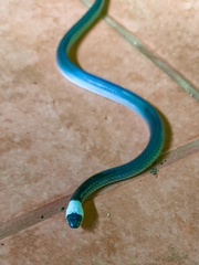 Enuliophis sclateri