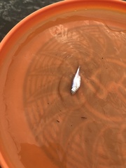 Cyprinella spiloptera