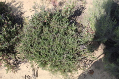Helichrysum rosum