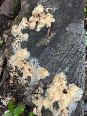 Physarum polycephalum