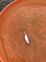 Cyprinella spiloptera