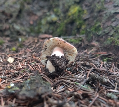Cortinarius