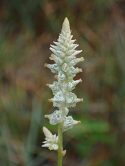 Froelichia floridana