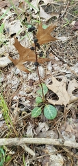Pyrola americana