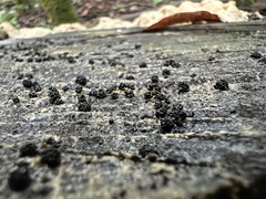 Physarum polycephalum