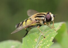 Helophilus trivittatus