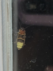 Photinus pyralis