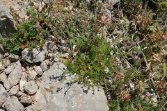 Asperula supina caespitans