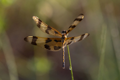 Celithemis eponina