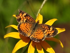 Phyciodes cocyta