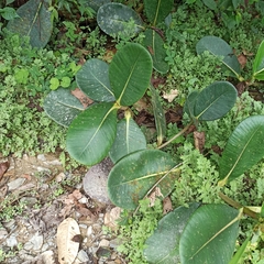 Clusia multiflora