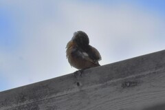 Saxicola rubicola