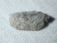 Flatoidinus punctatus