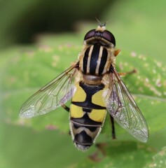 Helophilus trivittatus