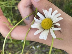 Leucanthemum vulgare