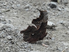 Polygonia progne