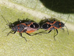Lygaeus kalmii kalmii