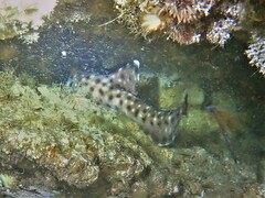 Aulohalaelurus labiosus