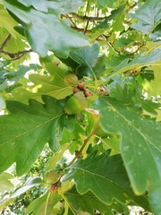 Quercus petraea
