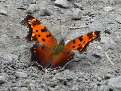 Polygonia progne