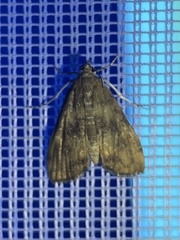 Elophila gyralis