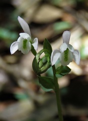 Triphora trianthophoros