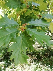 Quercus petraea