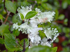 Parmotrema perforatum