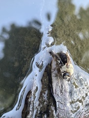 Ptilothrix bombiformis
