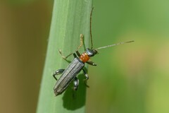 Oedemera croceicollis