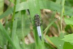 Libellula fulva