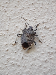 Halyomorpha halys