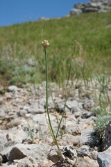 Allium marschalianum