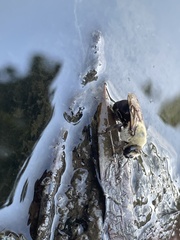 Ptilothrix bombiformis